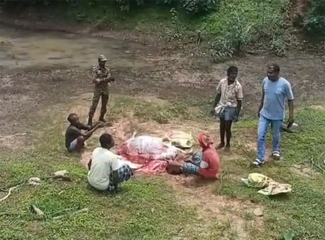 कोंडागांव के इरागांव में जंगल से गौहत्या के 6 आराेपित गिरफ्तार